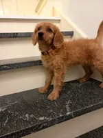 Trinity, a female Miniature Goldendoodle for sale in Grand Rapids, MI – 2 of 7