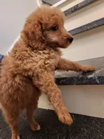 Sebastian, a male Miniature Goldendoodle for sale in Grand Rapids, MI – Photo 8 of 8