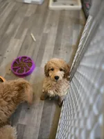 Seb, a male Miniature Goldendoodle for sale in Grand Rapids, MI – Photo 1 of 10