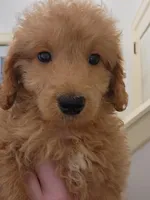 Sebastian, a male Miniature Goldendoodle for sale in Grand Rapids, MI – Photo 3 of 8