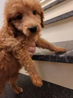 Sebastian, a male Miniature Goldendoodle for sale in Grand Rapids, MI – Photo 5 of 8