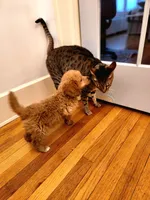 Sebastian, a male Miniature Goldendoodle for sale in Grand Rapids, MI – Photo 2 of 8