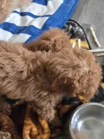 Seb, a male Miniature Goldendoodle for sale in Grand Rapids, MI – Photo 10 of 10