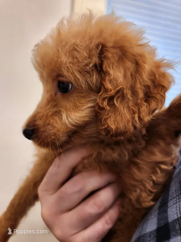 Sebastian – Miniature Goldendoodle puppy for sale in Grand Rapids, MI
