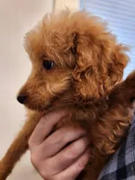 Sebastian, a male Miniature Goldendoodle for sale in Grand Rapids, MI – Photo 1 of 8