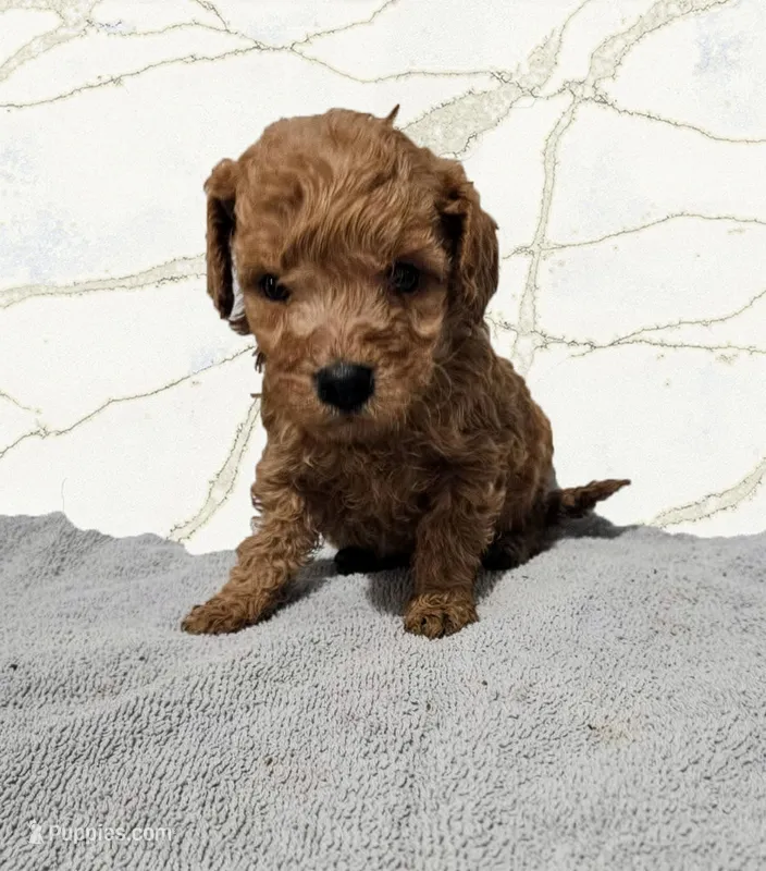 Sebastian – Miniature Goldendoodle puppy for sale in Grand Rapids, MI
