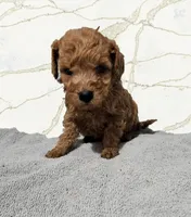 Sebastian, a male Miniature Goldendoodle for sale in Grand Rapids, MI – Photo 1 of 2