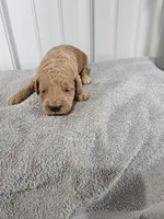 Sebastian, a male Miniature Goldendoodle for sale in Grand Rapids, MI – Photo 2 of 2