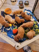 Sebastian, a male Miniature Goldendoodle for sale in Grand Rapids, MI – Photo 7 of 8