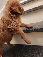 Sebastian, a male Miniature Goldendoodle for sale in Grand Rapids, MI – Photo 4 of 8