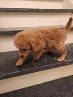 Sebastian, a male Miniature Goldendoodle for sale in Grand Rapids, MI – Photo 6 of 8