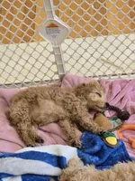 Seb, a male Miniature Goldendoodle for sale in Grand Rapids, MI – Photo 2 of 10