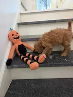 Taylor F1, a female Miniature Goldendoodle for sale in Grand Rapids, MI – 7 of 9
