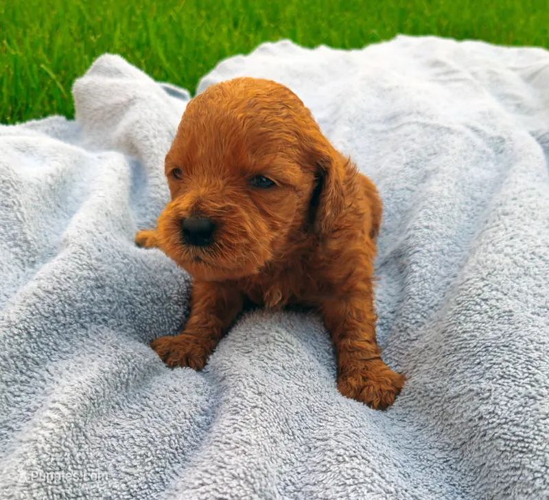 Taylor F1 – Miniature Goldendoodle puppy for sale in Grand Rapids, MI