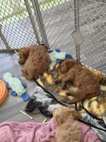 Richard F1b, a male Miniature Goldendoodle for sale in Grand Rapids, MI – 6 of 7