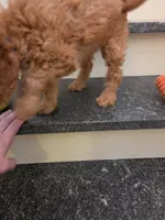 Taylor F1, a female Miniature Goldendoodle for sale in Grand Rapids, MI – 9 of 9