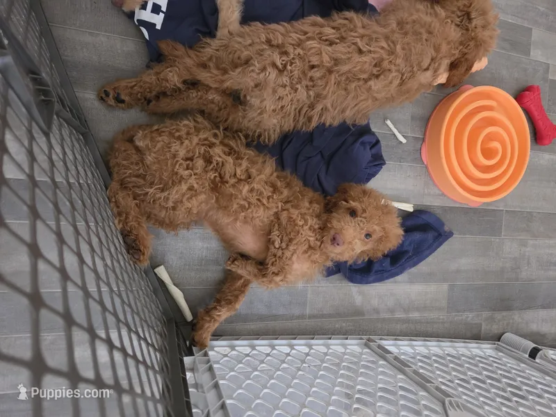 Robert – Miniature Goldendoodle puppy for sale in Grand Rapids, MI