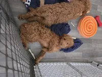Robert, a male Goldendoodle for sale in Grand Rapids, MI – 2 of 8