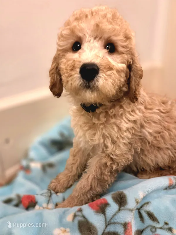 Adam – Miniature Goldendoodle puppy for sale in Grand Rapids, MI