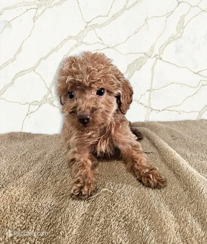 Rebecca – Miniature Goldendoodle puppy on hold in Grand Rapids, MI