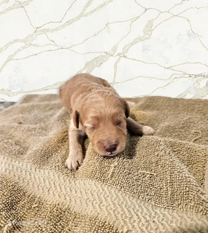 Rebecca – Miniature Goldendoodle puppy for sale in Grand Rapids, MI