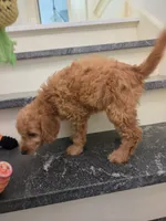 Taylor F1, a female Miniature Goldendoodle for sale in Grand Rapids, MI – 8 of 9