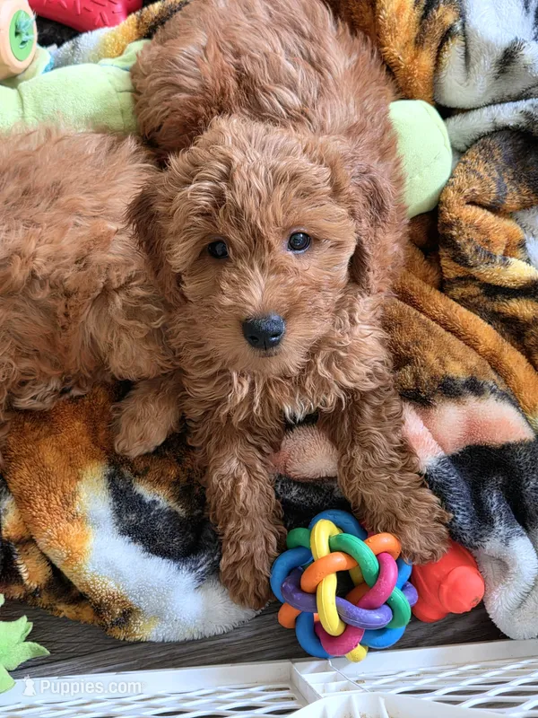 Tia – Goldendoodle puppy for sale in Grand Rapids, MI