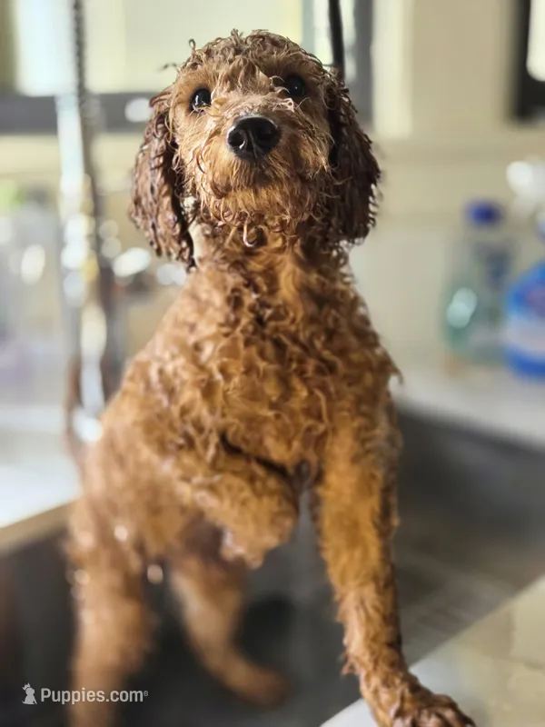 Rorry – Goldendoodle puppy for sale in Grand Rapids, MI