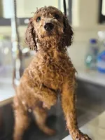 Rorry F1b, a male Miniature Goldendoodle for sale in Grand Rapids, MI – 2 of 9