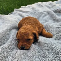 Trinity, a female Miniature Goldendoodle for sale in Grand Rapids, MI – 1 of 1
