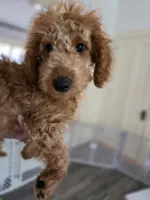 Rorry F1b, a male Miniature Goldendoodle for sale in Grand Rapids, MI – 5 of 9
