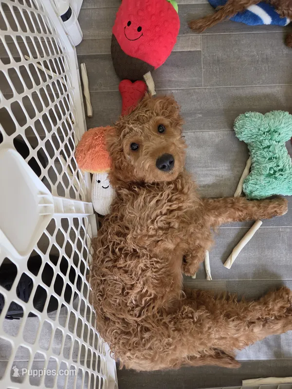 Rorry F1b – Miniature Goldendoodle puppy for sale in Grand Rapids, MI