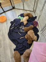 Peyton, a male Miniature Goldendoodle for sale in Grand Rapids, MI – Photo 5 of 6