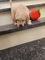 Peyton, a male Miniature Goldendoodle for sale in Grand Rapids, MI – Photo 3 of 6