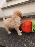 Peyton, a male Miniature Goldendoodle for sale in Grand Rapids, MI – Photo 6 of 6