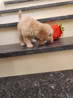 Peyton, a male Miniature Goldendoodle for sale in Grand Rapids, MI – Photo 4 of 6