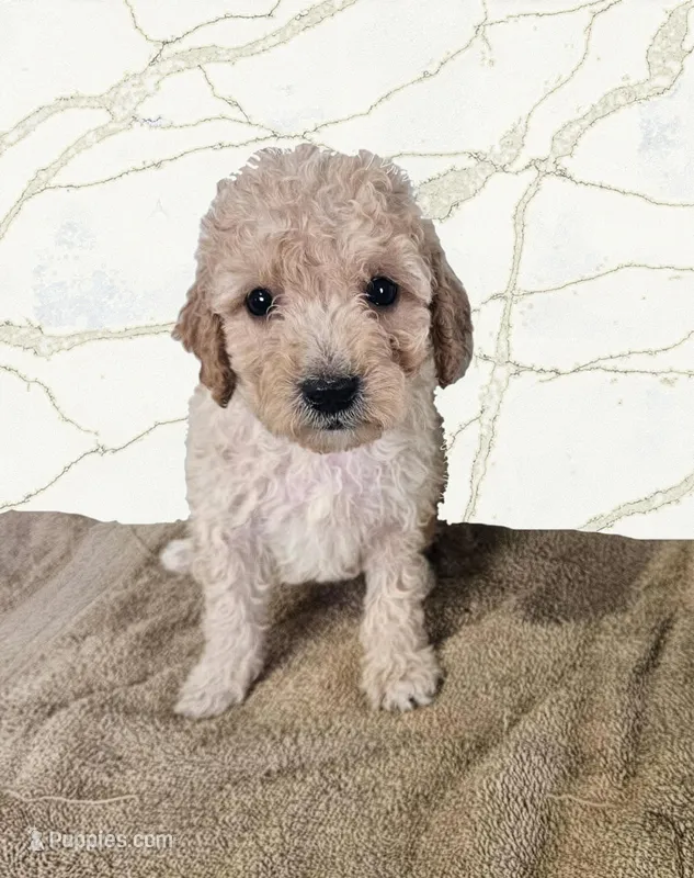 Peyton – Miniature Goldendoodle puppy for sale in Grand Rapids, MI