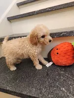 Peyton, a male Miniature Goldendoodle for sale in Grand Rapids, MI – Photo 2 of 6