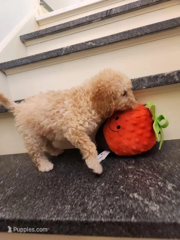 Peyton – Miniature Goldendoodle puppy for sale in Grand Rapids, MI