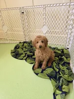 Rorry F1b, a male Miniature Goldendoodle for sale in Grand Rapids, MI – 8 of 9