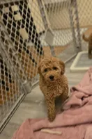 Odette, a female Miniature Goldendoodle for sale in Grand Rapids, MI – Photo 5 of 10