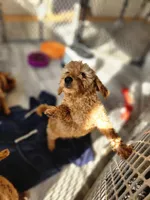 Odette, a female Miniature Goldendoodle for sale in Grand Rapids, MI – Photo 4 of 10