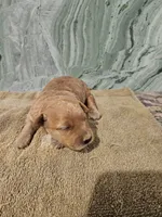 Odette, a female Miniature Goldendoodle for sale in Grand Rapids, MI – Photo 9 of 10