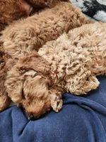 Odette, a female Miniature Goldendoodle for sale in Grand Rapids, MI – Photo 3 of 10