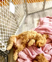 Odette, a female Miniature Goldendoodle for sale in Grand Rapids, MI – Photo 1 of 10