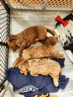 Odette, a female Miniature Goldendoodle for sale in Grand Rapids, MI – Photo 2 of 10