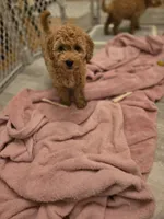 Odette, a female Miniature Goldendoodle for sale in Grand Rapids, MI – Photo 7 of 10