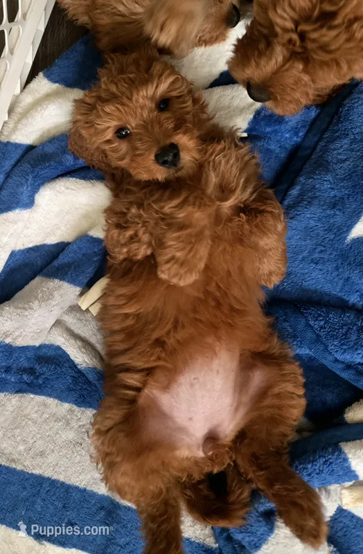 Trinity – Miniature Goldendoodle puppy for sale in Grand Rapids, MI