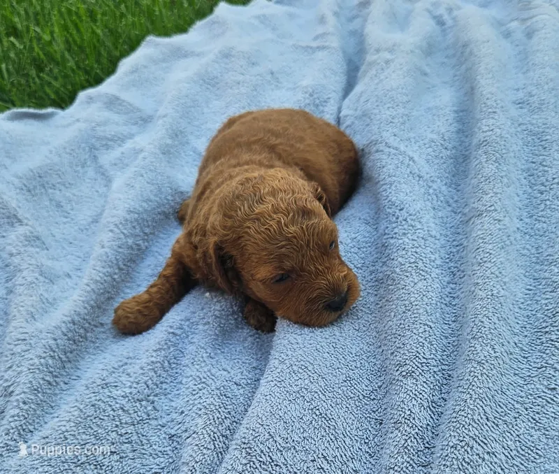 Teagan – Miniature Goldendoodle puppy for sale in Grand Rapids, MI