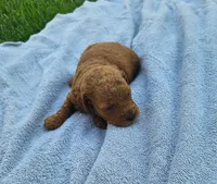 Teagan, a female Miniature Goldendoodle for sale in Grand Rapids, MI – 1 of 1
